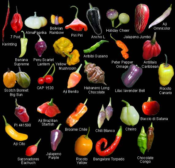 Chili Pepper Chart