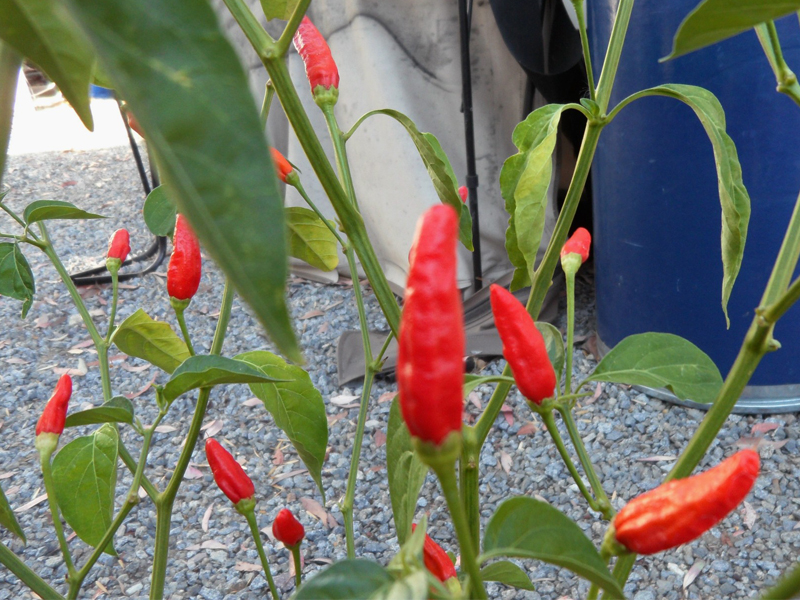 Bahamian Chile Pepper plants