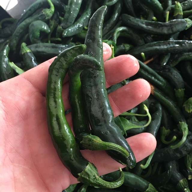 chilaca chile peppers