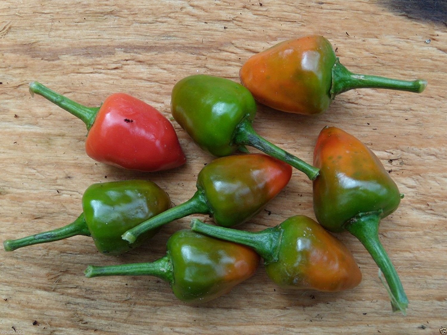 dundicut hot chile peppers