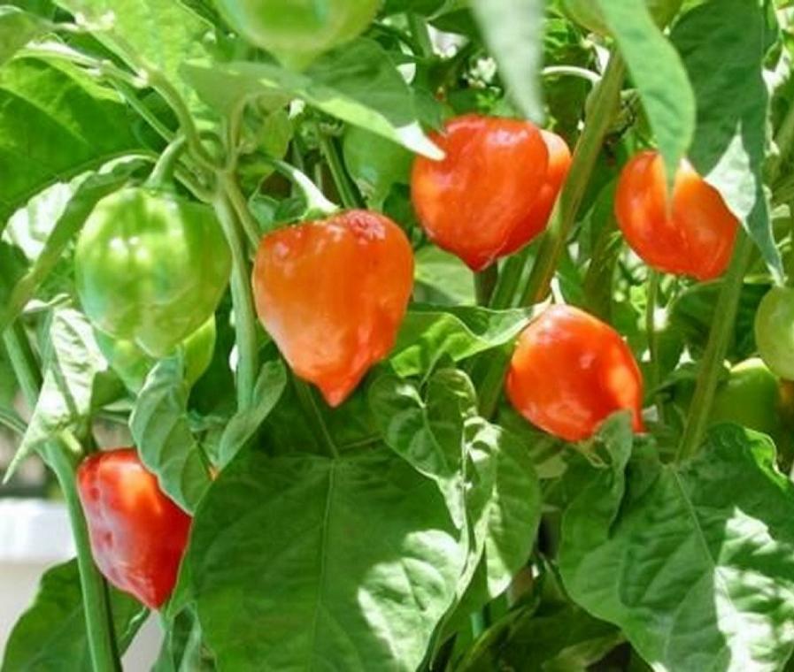 Habañero Peppers on plant
