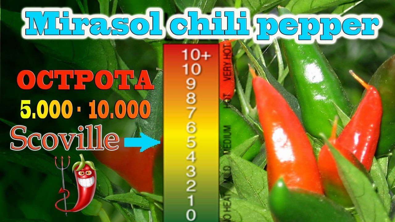 Mirasol Pepper Scoville SHU