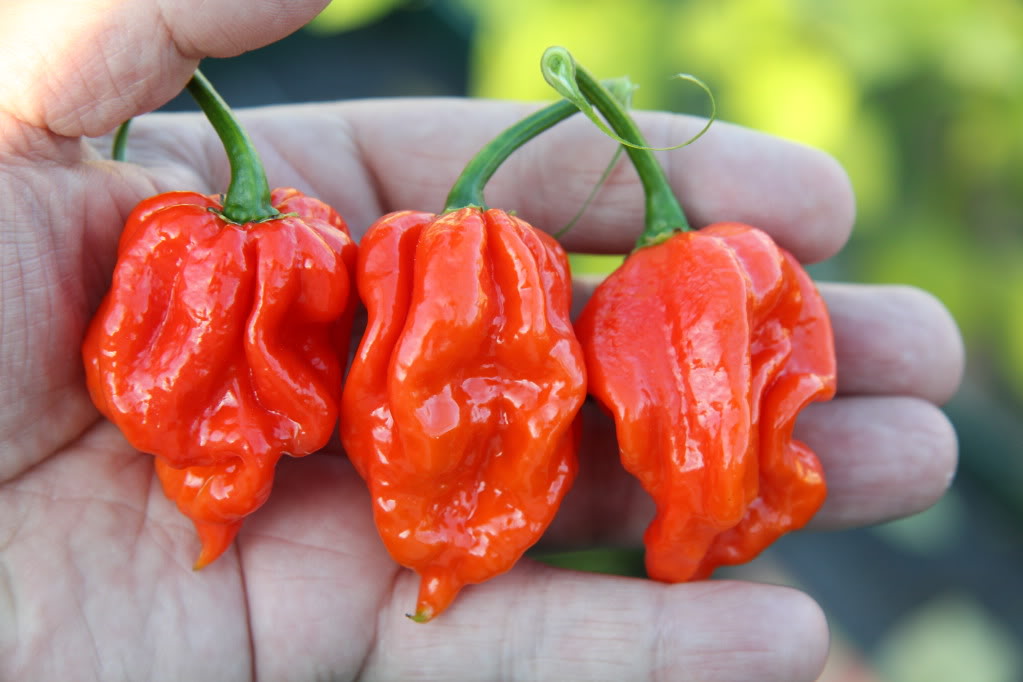 naga viper chile peppers